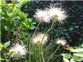 Pulsatilla vulgaris - sjemenke